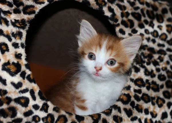 Close-up view of white and red fluffy tabby kitten on a colorful background — Stock Photo, Image