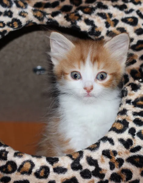 Close-up vista de branco e vermelho fofo tabby gatinho em um fundo colorido — Fotografia de Stock