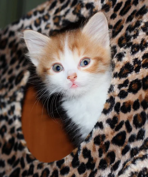Close-up view of a white and red fluffy tabby kitten peeking out of a motley house — Stock Photo, Image