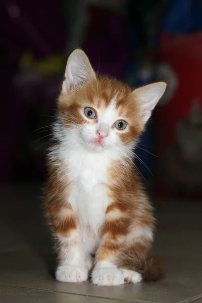 Pohled zblízka na bílou a červenou chlupatou kočka obecná kotě na tmavém pozadí — Stock fotografie