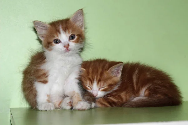 Um par de gatinhos tabby fofos brancos e vermelhos em um fundo de limão claro neutro — Fotografia de Stock