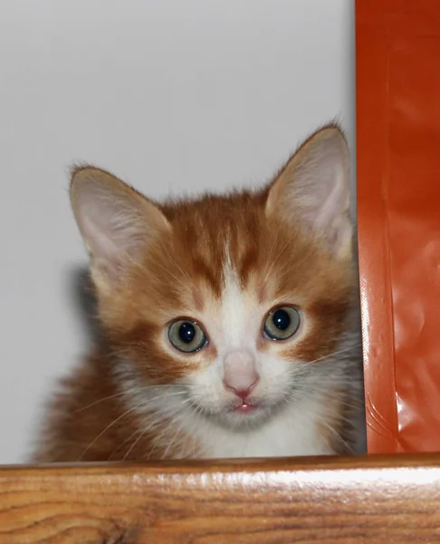 Pohled zblízka na bílou a červenou chlupatou kočka obecná kotě na světle pozadí — Stock fotografie