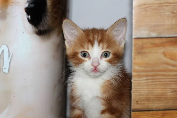 Close-up view of white and red fluffy tabby kitten on a light background — Stock Photo, Image