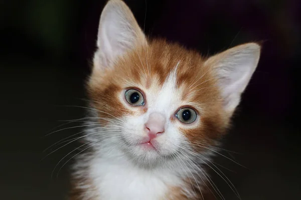 Close-up view of white and red fluffy tabby kitten on a dark background — Stock Photo, Image