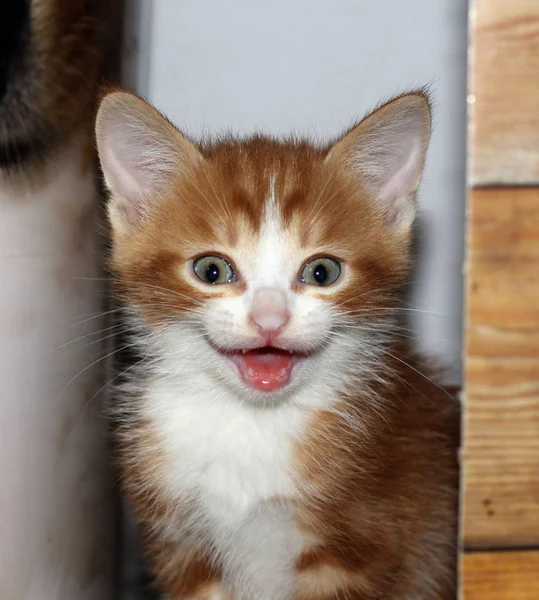 Vista close-up de branco e vermelho fofo tabby meowing gatinho em um fundo leve — Fotografia de Stock