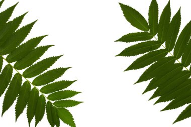 Metin için boşluk ile beyaz bir arka plan üzerinde izole sirke ağacının iki yeşil dalları, üst görünüm, düz yatıyordu.