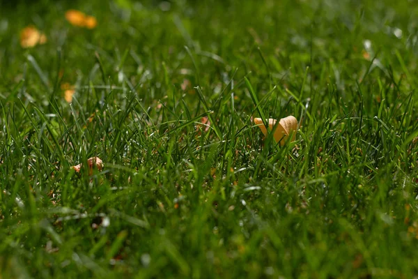 Sonbahar geliyor. Yeşil çimenlerin üzerine düşmüş sarı yaprak. Yeşil doğal çim arka plan — Stok fotoğraf