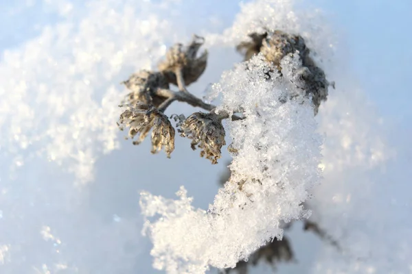 Macro vista di fiore secco ramoscello sotto uno strato di neve brillante in una foresta invernale gelida — Foto Stock