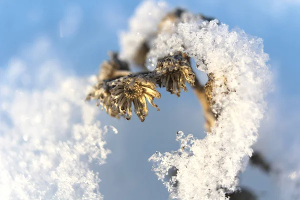 在寒冷的冬季森林里，在一层闪闪发亮的雪下，近距离观察干枯的花朵枝条 — 图库照片