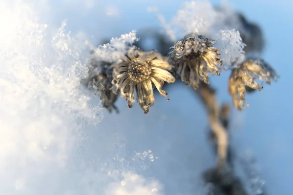 在寒冷的冬季森林里,干枯的花朵在一层闪闪发光的雪下枝条丛生. 近景，冬季 — 图库照片