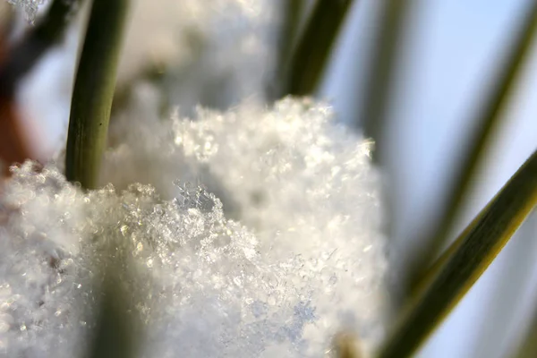 Makroaufnahme funkelnder Schneeflocken auf grünen Tannennadeln auf einem defokussierten Hintergrund. Winterzeit. — Stockfoto