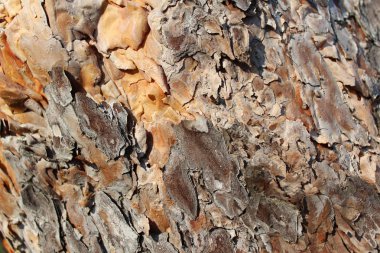 Çam kabuğu arka planı. Pinery 'deki çam kabuğunun yakın görüntüsü