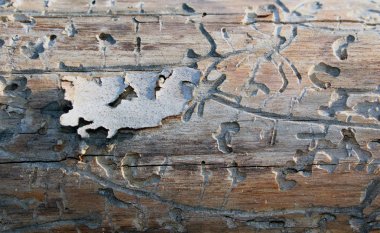 Zarar görmüş çam ağacını bir ağaç kabuğuyla yakından izle.