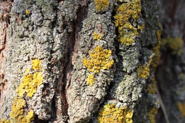 Xanthoria parietina olarak bilinen turuncu liken, ağaç kabuğunda yetişiyor.