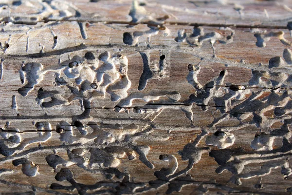 乾燥した松の木の樹皮ビートルの損傷の痕跡 — ストック写真