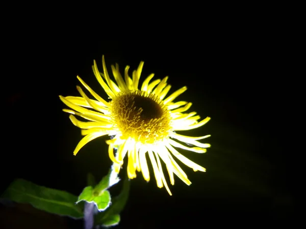 Жовта Квітка Чорному Тлі — стокове фото