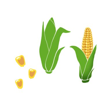 Yeşil yaprakları ile el çizilmiş sarı mısır koçanları, beyaz arka plan üzerinde tahıllar. Dergi, kitap, poster, kart, menü kapağı, web sayfaları için kullanılan organik sebze izole