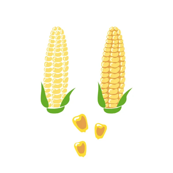 Hand Drawn Yellow Corn Cobs Green Leaves Grains White Background — Stock Photo, Image