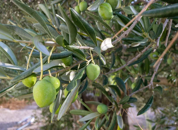 Green olives with leaves on branch of tree. Harvest season. Can be used  for market, card, magazine, web, copy space