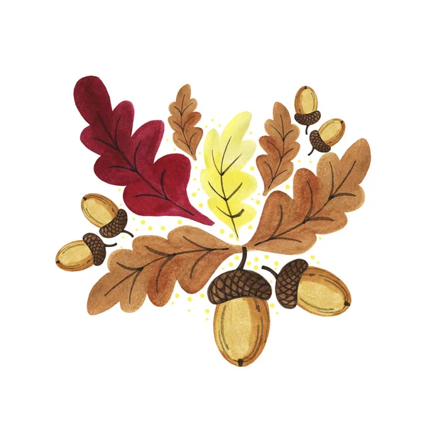 Hand drawn  watercolor autumn oak brown,yellow, dark red leaves with acorns on the branches isolated on white background. Design for seasons greeting cards, print, invitation
