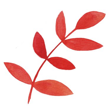 El çizilmiş suluboya kırmızı rowan yaprak beyaz arka plan üzerinde izole. Tebrik kartları, düğün davetiyeleri, baskı için Sonbahar illüstrasyon