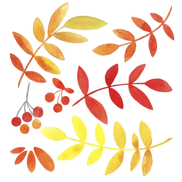 Handgezeichnetes Aquarell Set Aus Roten Gelben Orangen Herbstblättern Und Beeren — Stockfoto