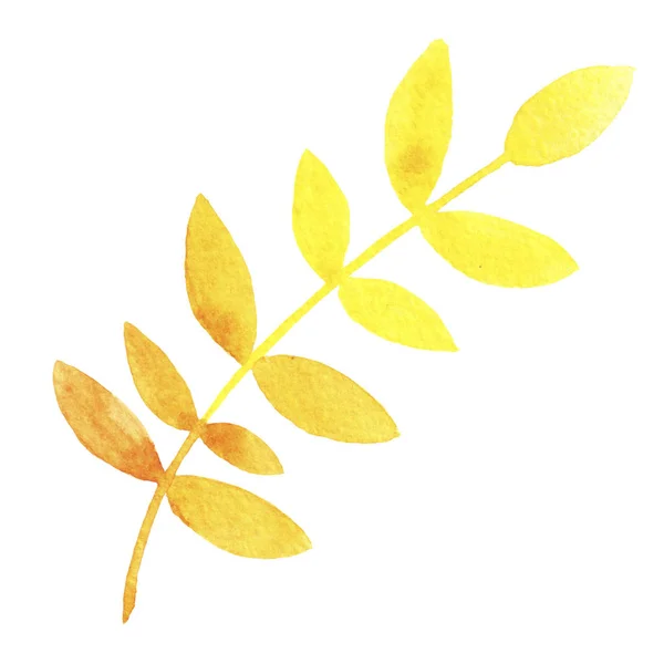 Hand Drawn Watercolor Yellow Rowan Leaf Isolated White Background Autumn — Stock Photo, Image