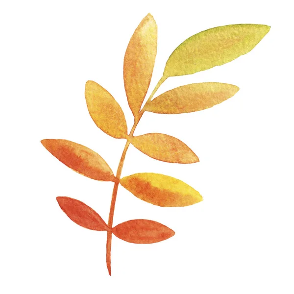 Çizilmiş Suluboya Turuncu Sarı Rowan Yaprak Beyaz Arka Plan Üzerinde — Stok fotoğraf