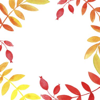 El çizilmiş suluboya turuncu sarı kırmızı gül kalça yaprakları ve beyaz arka plan üzerinde kopya alanı ile çilek. Tebrik kartları, düğün davetiyeleri, baskı için İllüstrasyon