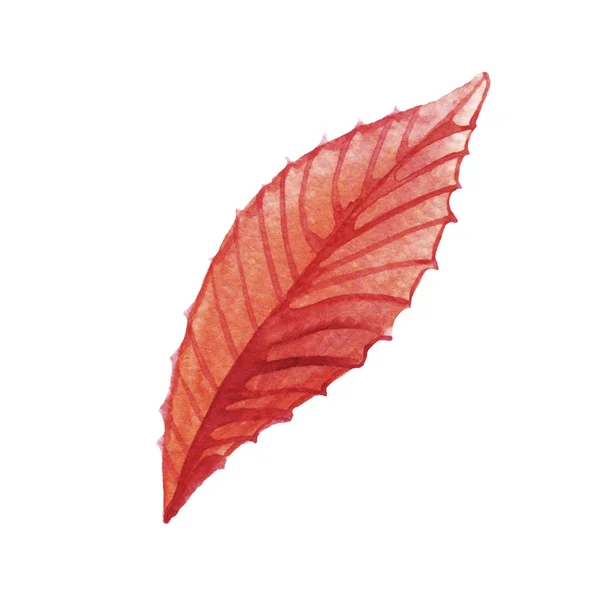 Handgezeichnetes Aquarell Rotes Blatt Isoliert Auf Weißem Hintergrund Herbst Illustration — Stockfoto