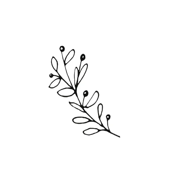 Hand Drawn Ink Botanical Illustration Wild Branch Isolated White Background — Stock Photo, Image