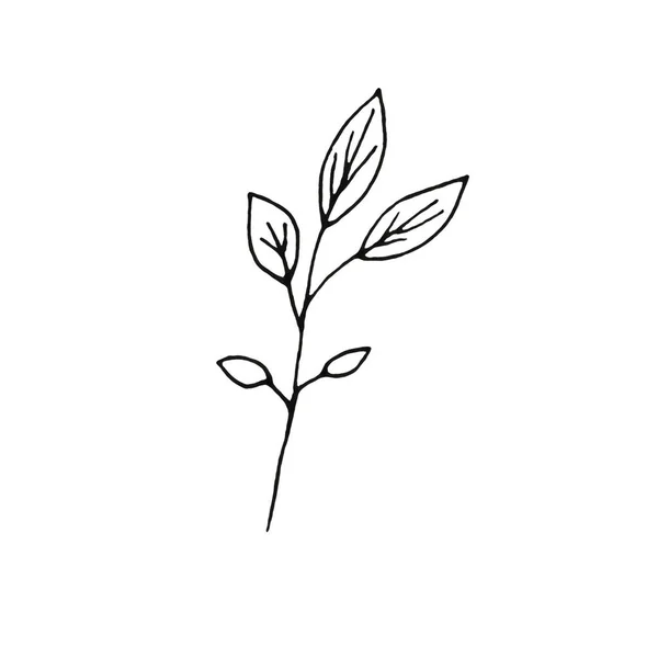 Hand Drawn Ink Botanical Illustration Wild Branch Leaves Isolated White — Stock Photo, Image