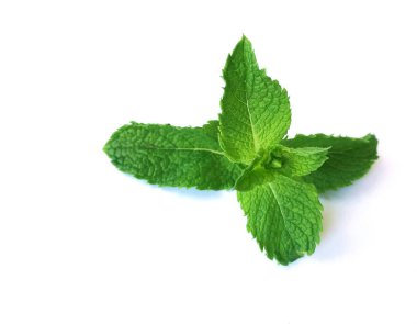 Nane beyaz arka plan üzerinde izole yeşil dalı bırakır. Güçlü dişlerin nane aromatik özellikleri. 