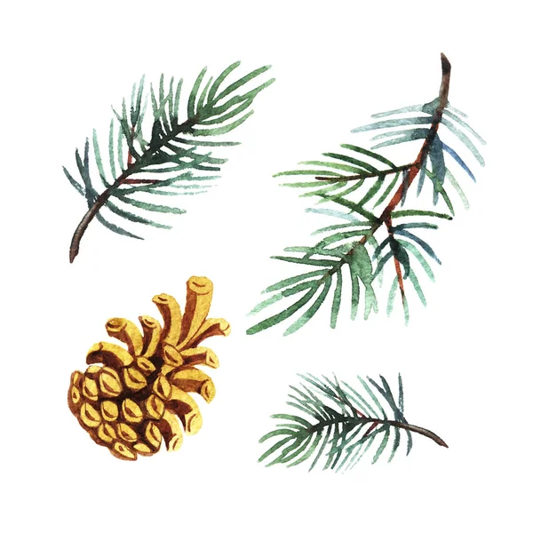 Hand Drawn Watercolor Illustration Set Pine Branch Cone Isolated White — Stock Photo, Image