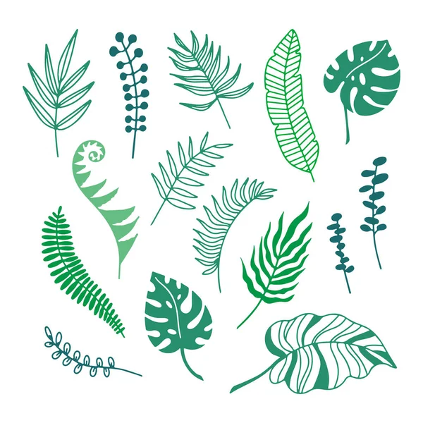 Ручной Рисунок Цветовых Ветвей Тропических Растений Листья Изолированы Белом Фоне — стоковый вектор