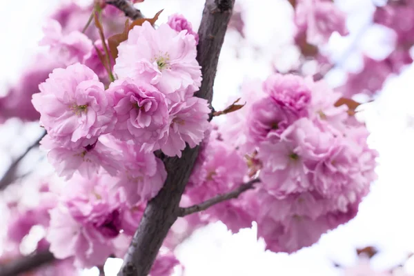 Sakura çiçeğini kapat. Çiçek açan sakura ağacındaki güzel pembe çiçekler. Bahar çiçeği arkaplanı.