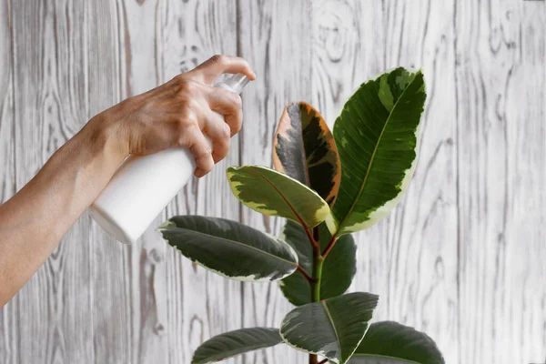 Kauçuk ağaç yapraklarına su püskürten bir kadın. Kapalı kapılar ardındaki elastica bitkisine bakıyorum. Evde buğulanmış incir ağacı. Beyaz plastik sprey şişesi, kadın eli, tahta arka planda..