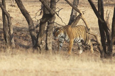 Kaplan gezintiye çıktı, Ranthambore Ulusal Parkı, Hindistan