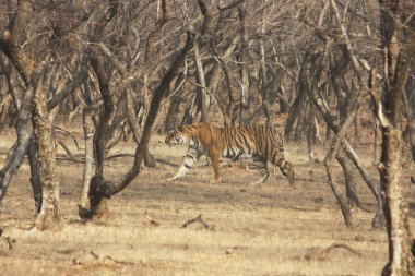 Kaplan gezintiye çıktı, Ranthambore Ulusal Parkı, Hindistan