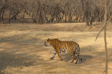 Kaplan gezintiye çıktı, Ranthambore Ulusal Parkı, Hindistan