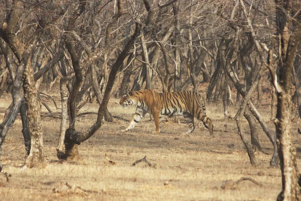 Kaplan gezintiye çıktı, Ranthambore Ulusal Parkı, Hindistan