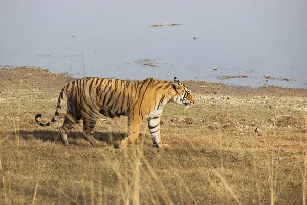 Tigre en un paseo, Ranthambore, Rajastán, India — Foto de Stock
