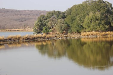 Ranthambore güzel manzara, ortasında Tiger ile