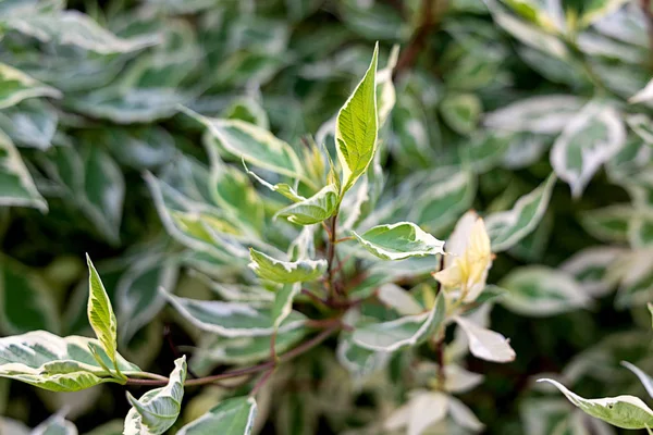 Beautiful Bush White Green Leaves — Stock Photo, Image
