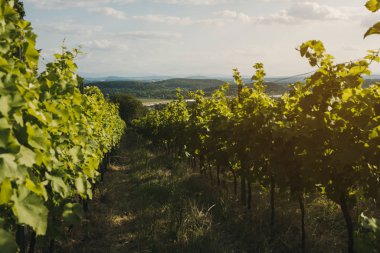Bağ manzarası. Yaz üzümleri hasat. Seçici odaklama