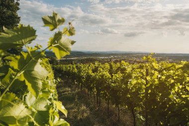 Bağ manzarası. Yaz üzümleri hasat. Seçici odaklama