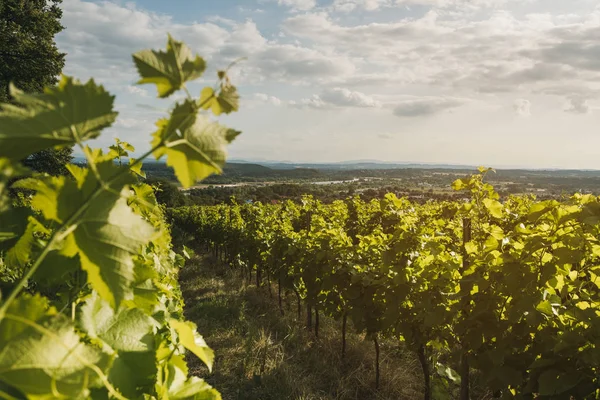 Vineyard landscape. Summer grapes harvest. Selective focus