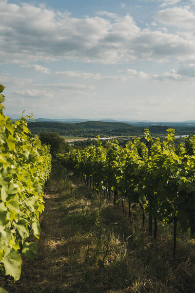 Виноградный пейзаж. Летний сбор винограда. Селективный фокус
