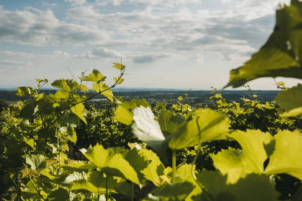 Vineyard landscape. Summer grapes harvest. Selective focus