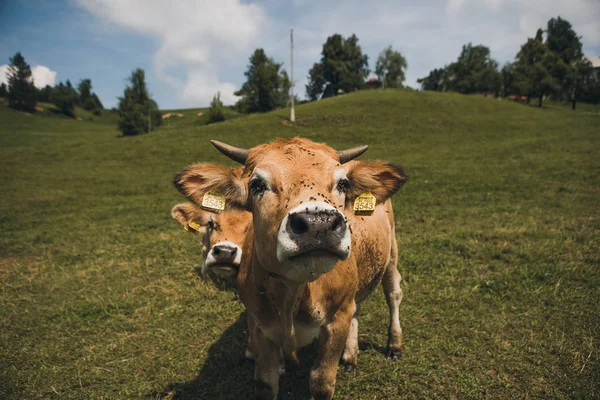 Koeien op het veld met blauwe en groene achtergrond. Rechtenvrije Stockfoto's